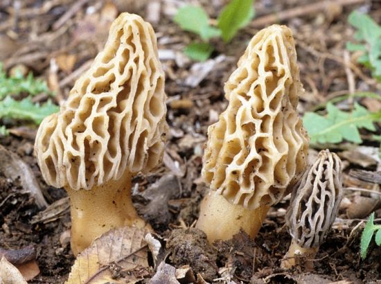 timg (5).jpg timg (5).jpg